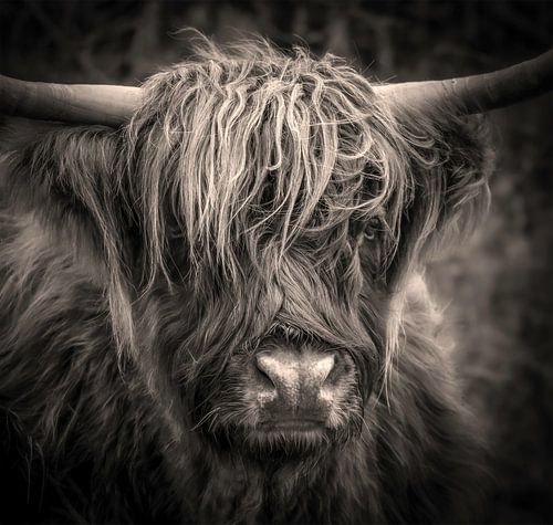 Schotse Hooglander zwart wit