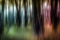 forêt colorée