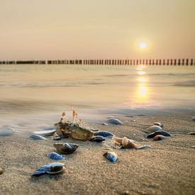 Aangespoelde Krab, Gouden uur aan de Kust van Fotografiecor .nl