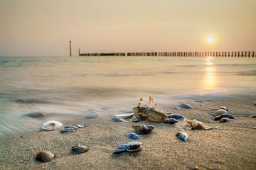 Aangespoelde Krab, Gouden uur aan de Kust van Fotografiecor .nl