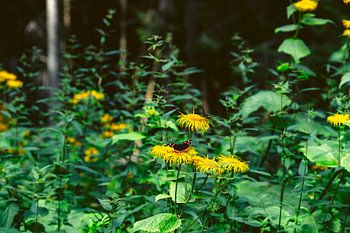 Schmetterling auf Blume