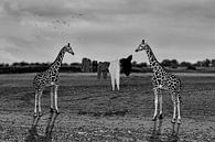 Séchage du linge en Afrique - en noir et blanc par Ursula Di Chito Aperçu
