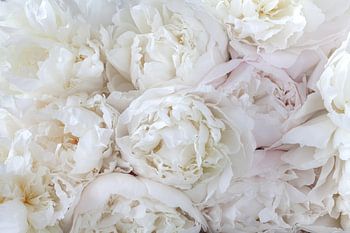 pivoines blanches à floraison abondante - poster floral romantique