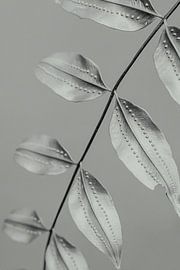 Botanical Surface Detail