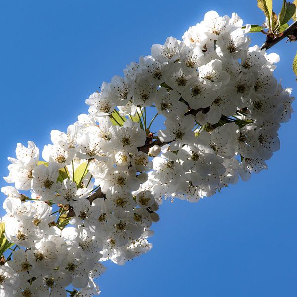 Fleurir dans un ciel bleu clair par Anne Ponsen