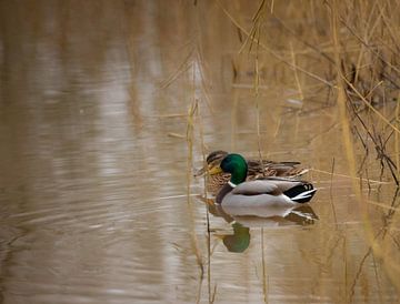 Duck couple by Urspictures