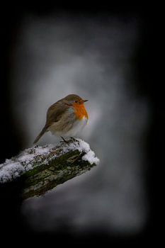 Robin im Schnee
