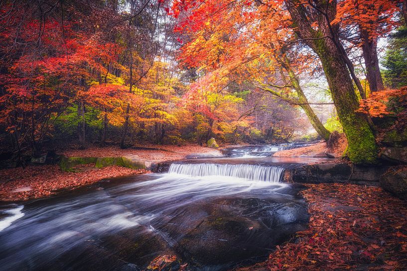 Colorful world by Tiger Seo