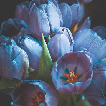 Blauwe Tulpen van Steffen Gierok