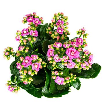 Bloeiende Kalanchoë op witte achtergrond