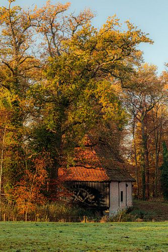 De Noordmolen van Twickel in de herfst