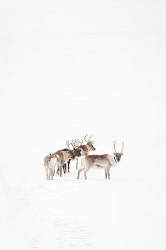 Rendieren in de sneeuw van Marika Huisman fotografie
