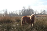 Shetlander pony in Nationaal Park De Alde Feanen von Anne Kernkamp Miniaturansicht