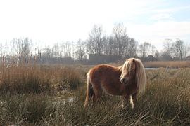 Shetlander pony in Nationaal Park De Alde Feanen by Anne Kernkamp