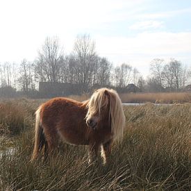 Shetlander pony in Nationaal Park De Alde Feanen von Anne Kernkamp