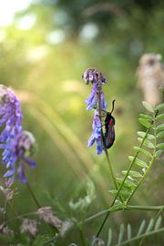Scallop butterfly by Nick Isselman