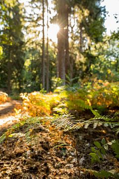 Morning sun in a forest on the Veluwe by Laura V