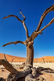 Das Deadvlei in Namibia