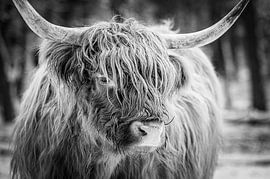 Scottish Highlander cattle in the snow during winter in black an by Sjoerd van der Wal Photography
