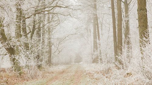 Frosted forest by Karla Leeftink