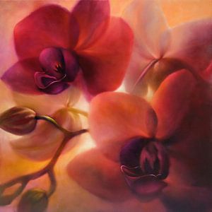 Orchids by Annette Schmucker
