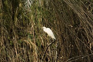grote witte zilverreiger (ardea alba) vissend in de Okavango-delta
