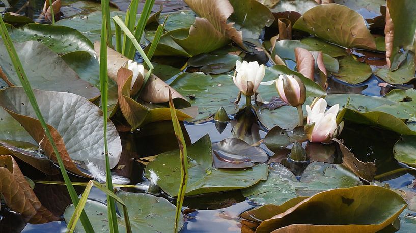 Waterlelies par Dirk de Bood