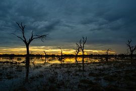 Sunset over a flooded wetland swamp with the silhouettes of dead trees by Johannes Jongsma