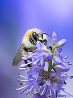 Dreamy photo of bumblebee with purple background - Nature wall decoration