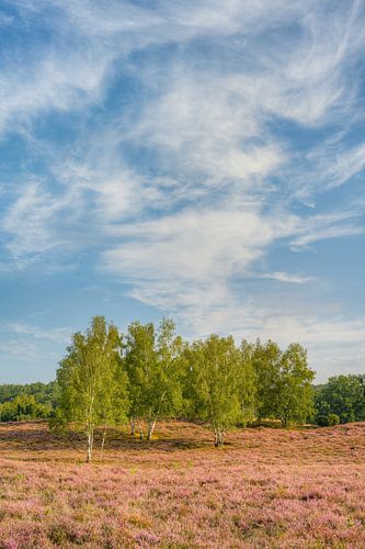 Wolken und Bäume in der Heidelandschaft