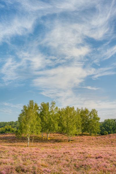 Nuages et arbres dans le paysage de bruyère par Michael Valjak