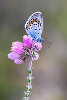 Silver-studded Blue