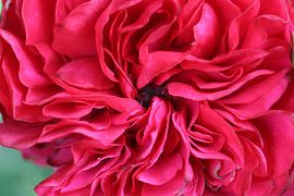 Mohnblume von Linda de Klein