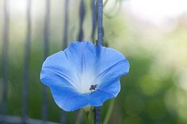 Un saut dans les profondeurs