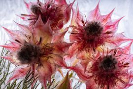Red wax flower in ice 2