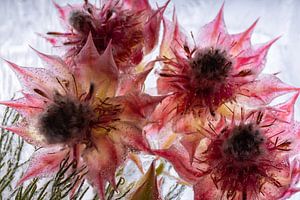 Rote Wachsblume in Eis 2