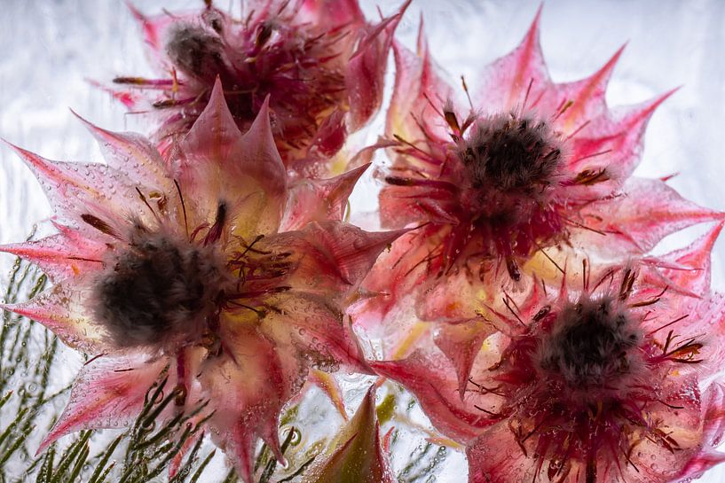 Rote Wachsblume in Eis 2 von Marc Heiligenstein