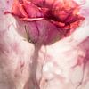 Rose sous l'eau sur Patricia van Kuik