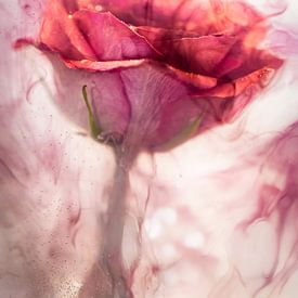 Pink rose underwater by Patricia van Kuik