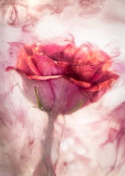 Roze roos onder water
