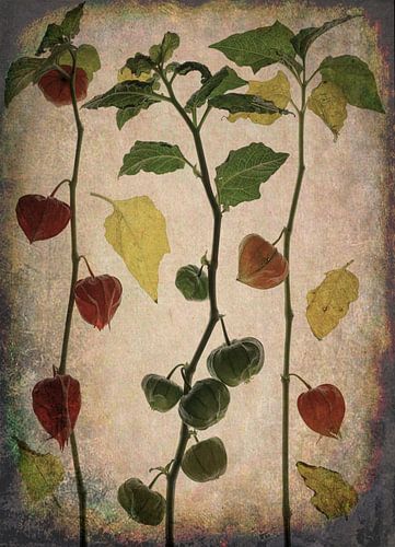 Lampionnetjes in oranje en groene tinten.