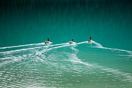 Canadese ganzen  by Arie Storm