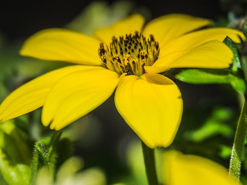 Gelbe Blume von Martijn Tilroe