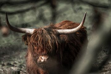 Majestueuze Rust Schotse hooglander in de Wildernis van Femke Ketelaar