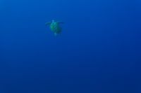 Turtle Heaven