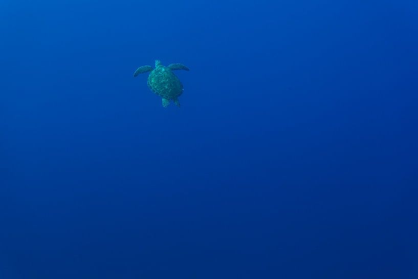Turtle Heaven by Luc Buthker