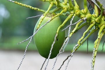 groene kokosnoot in palmboom te Mauritius van Osterhuis