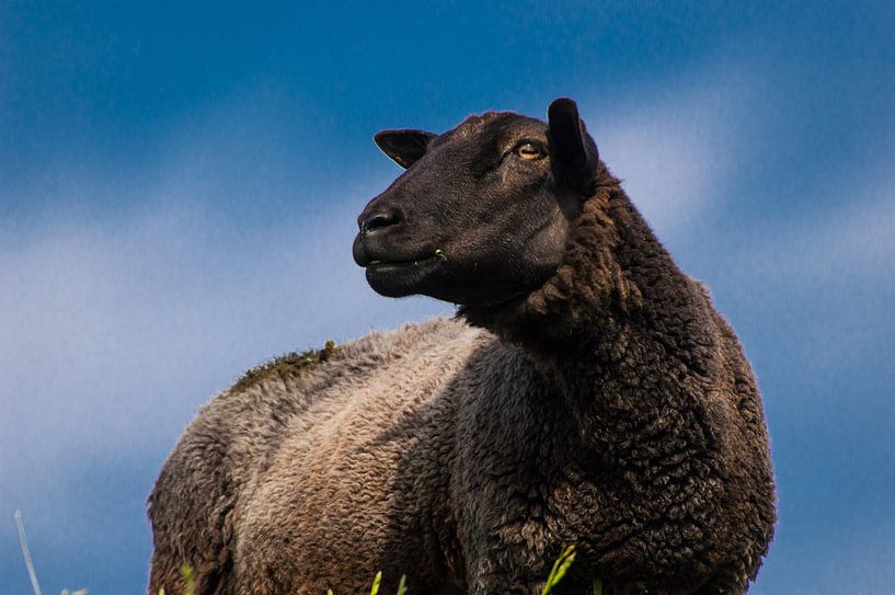 Het Schaap van Brian Morgan