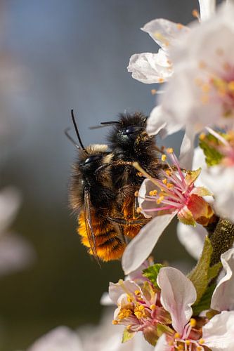 Gehoornde metsel bijen