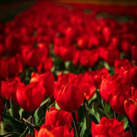 Champs de tulipes rouges en fleurs aux Pays-Bas sur Erik Groen